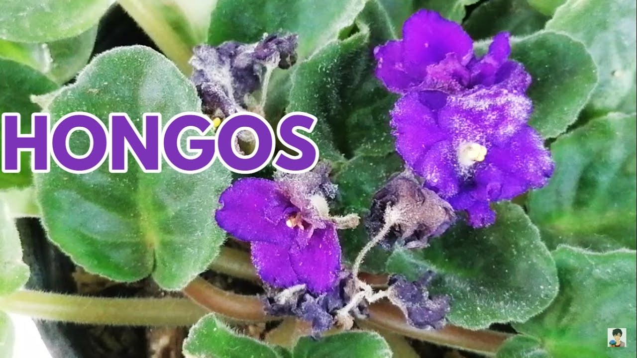 violetas africanas hongos en flores y hojas CHUYITO JARDINERO