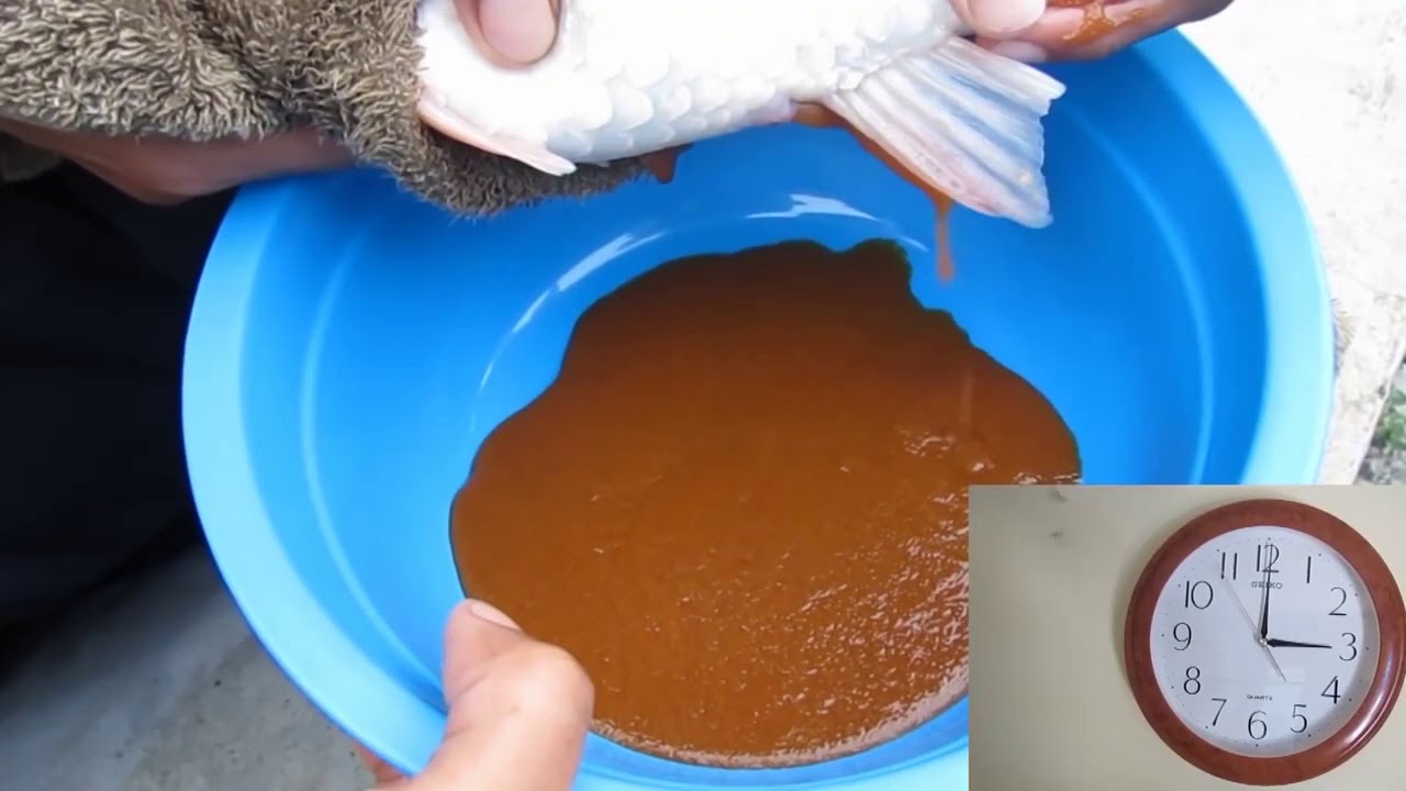 Teknik Pemijahan Ikan Koi Secara Buatan