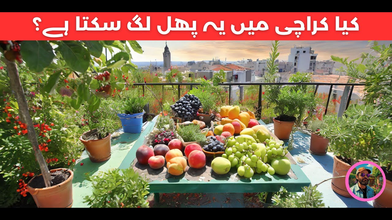 Can these fruits grow in Karachi ? PART 1 ytt | کیا یہ پودے کراچی میں اگ سکتے ہیں؟