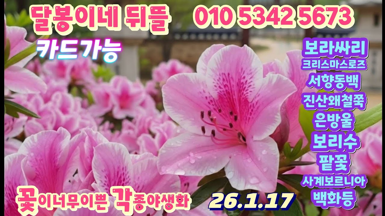 #달봉이네뒤뜰/몰아보기/매진품목 있을수 있어요/#보라싸리 #보리수 #팥꽃 #크리스마스로즈 #은방울 #서향동백 
