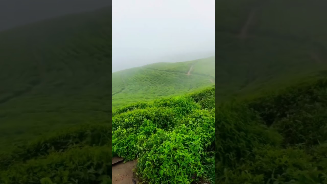 KANYAM Tea garden #tea #garden #shorts #illam #nepal #music