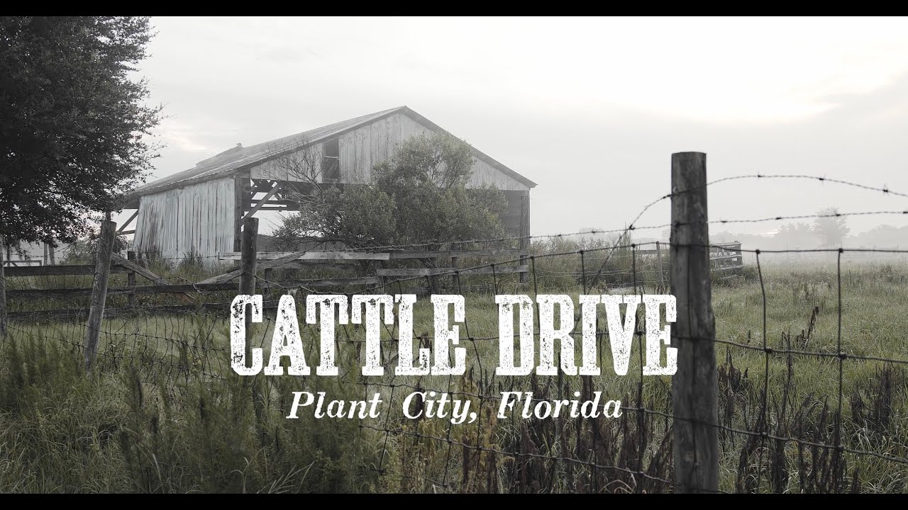 Florida Cowboys Cattle Drive - Plant City