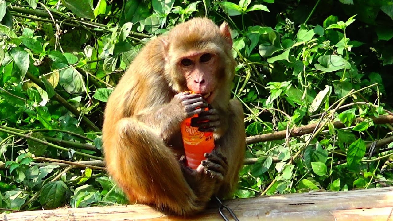Cute Baby Monkey Drinking Juice With Big juice Bottle। Good Health Lyly Sleep juice
