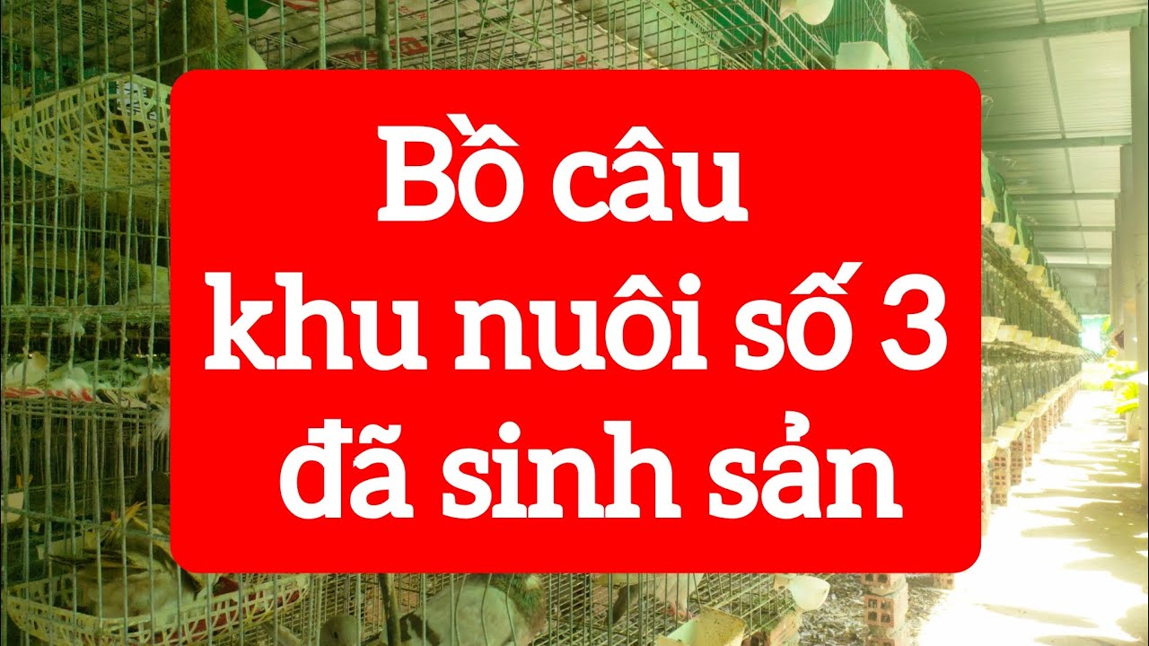 CHIM BỒ CÂU KHU NUÔI SỐ 3 ĐÃ SINH SẢN | GIÁ BỒ CÂU RA RÀNG NGÀY 06/08/2025