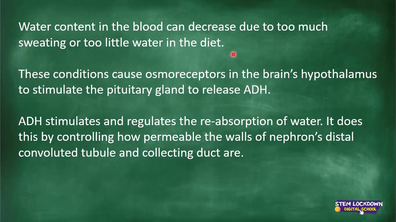 Grade 11 - Life Science | Homeostatic control in kidneys 2
