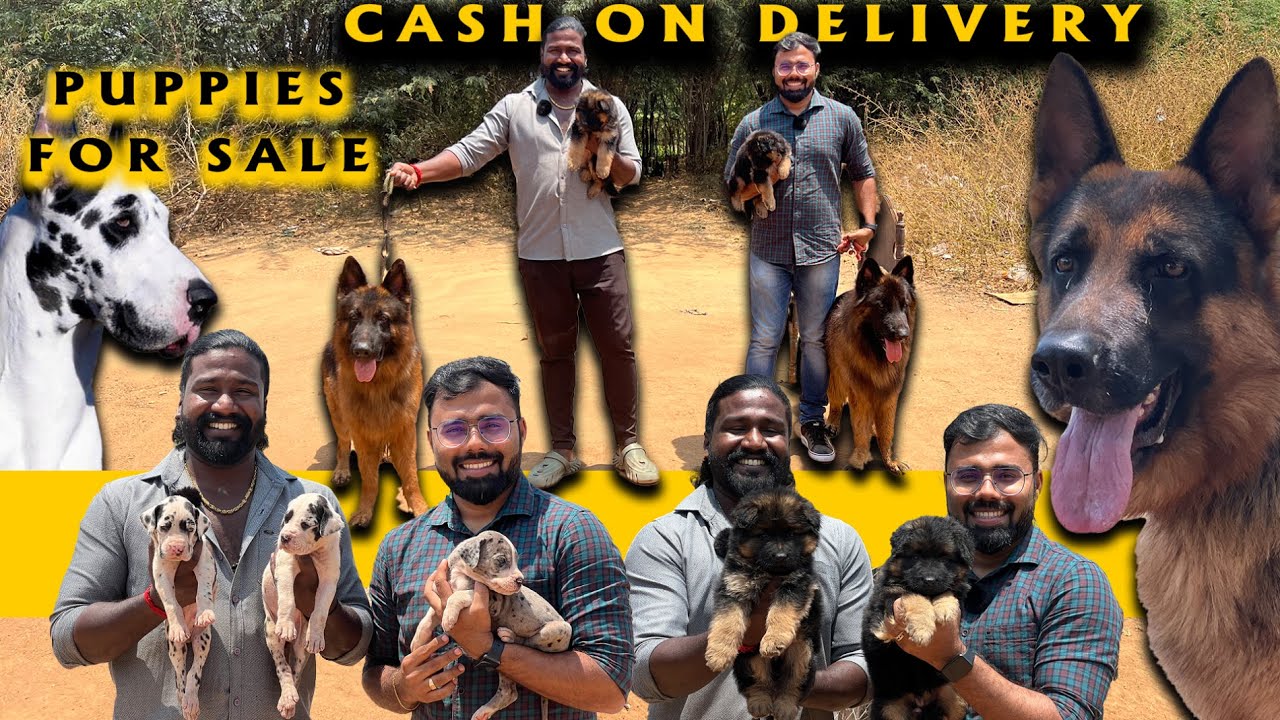 Great Dane ஜெர்மன் ஷெப்பர்ட் Dog Kennel | Yazhli Kennel Coimbatore | Puppies for sale