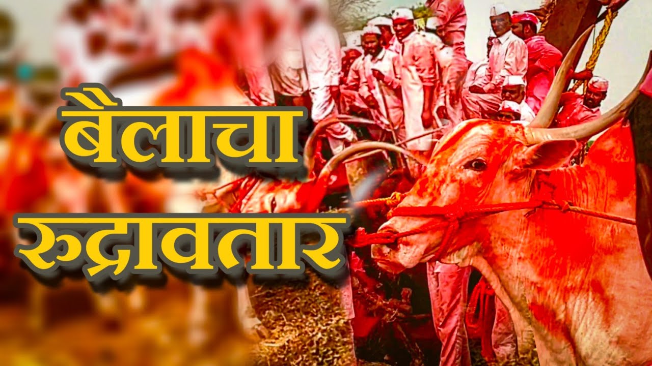 बैलाचा रुद्रावतार बघितलात का?😱😯|भाग-4 #bavdhanbagadyatra #bagadyatra #khillar #indianfirasti