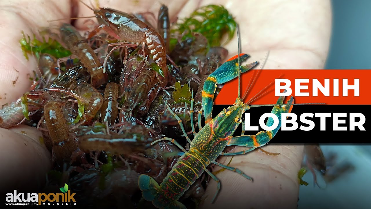 Mana Lagi UNTUNG? Jual BENIH Atau LOBSTER Yang Matang | Cara Ternak & Hasilkan Benih LOBSTER