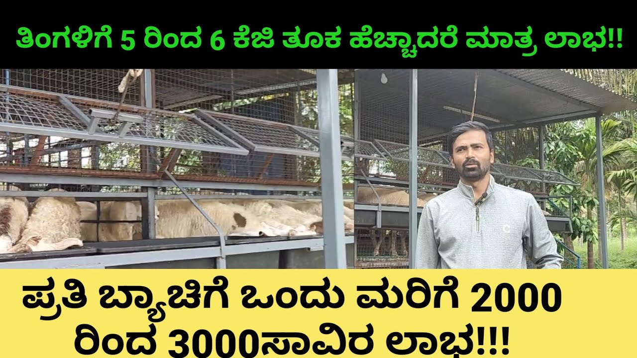 Sheep Weight Gain Tips in Kannada |ಕುರಿಗೆ ತಿಂಗಳಿಗೆ 5-6 ಕೆಜಿ ತೂಕ: ₹3000 ಲಾಭದ ಲೆಕ್ಕಾಚಾರ! 