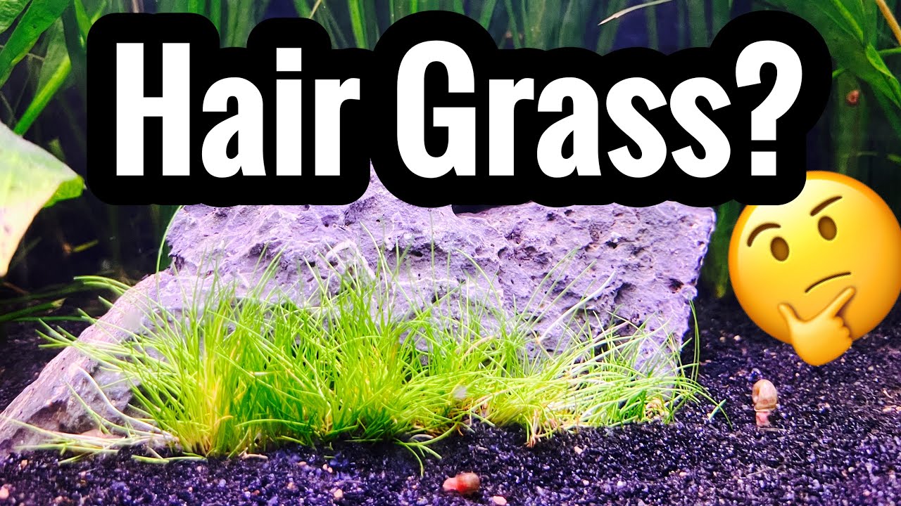 Micro Sword vs Dwarf Hair Grass?