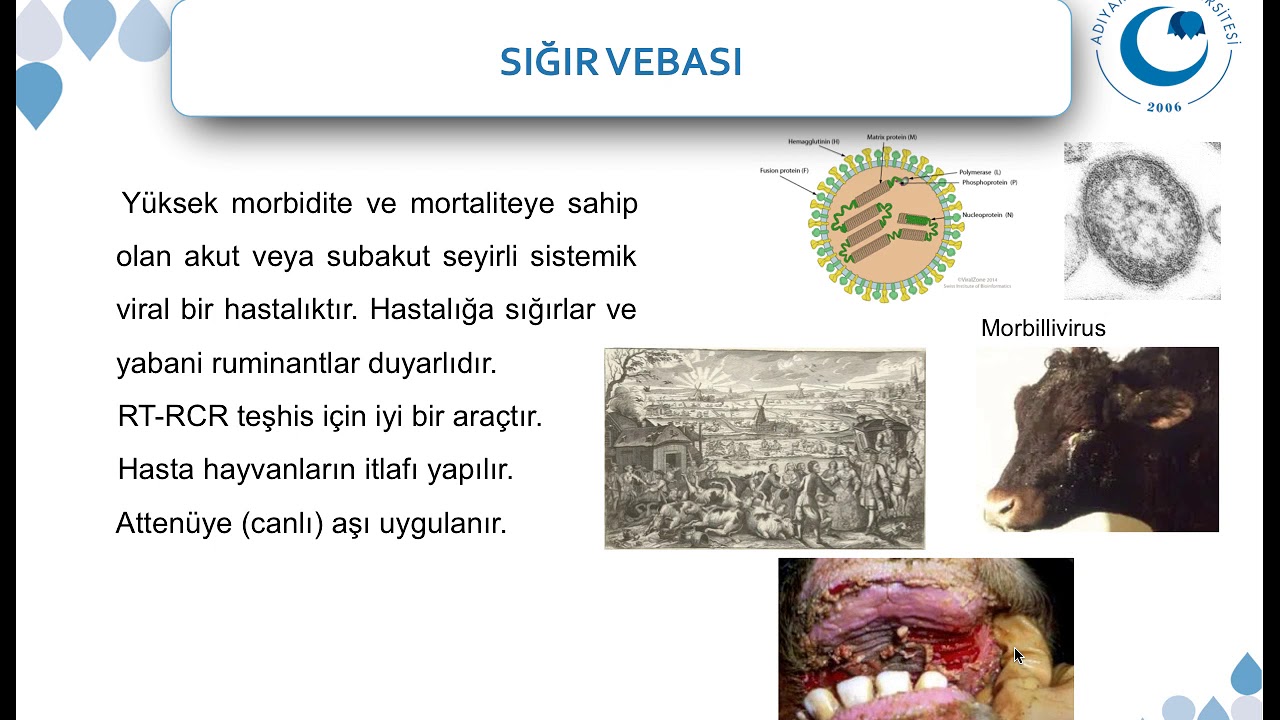 Sığırlarda Önemli Viral Hastalıklar I