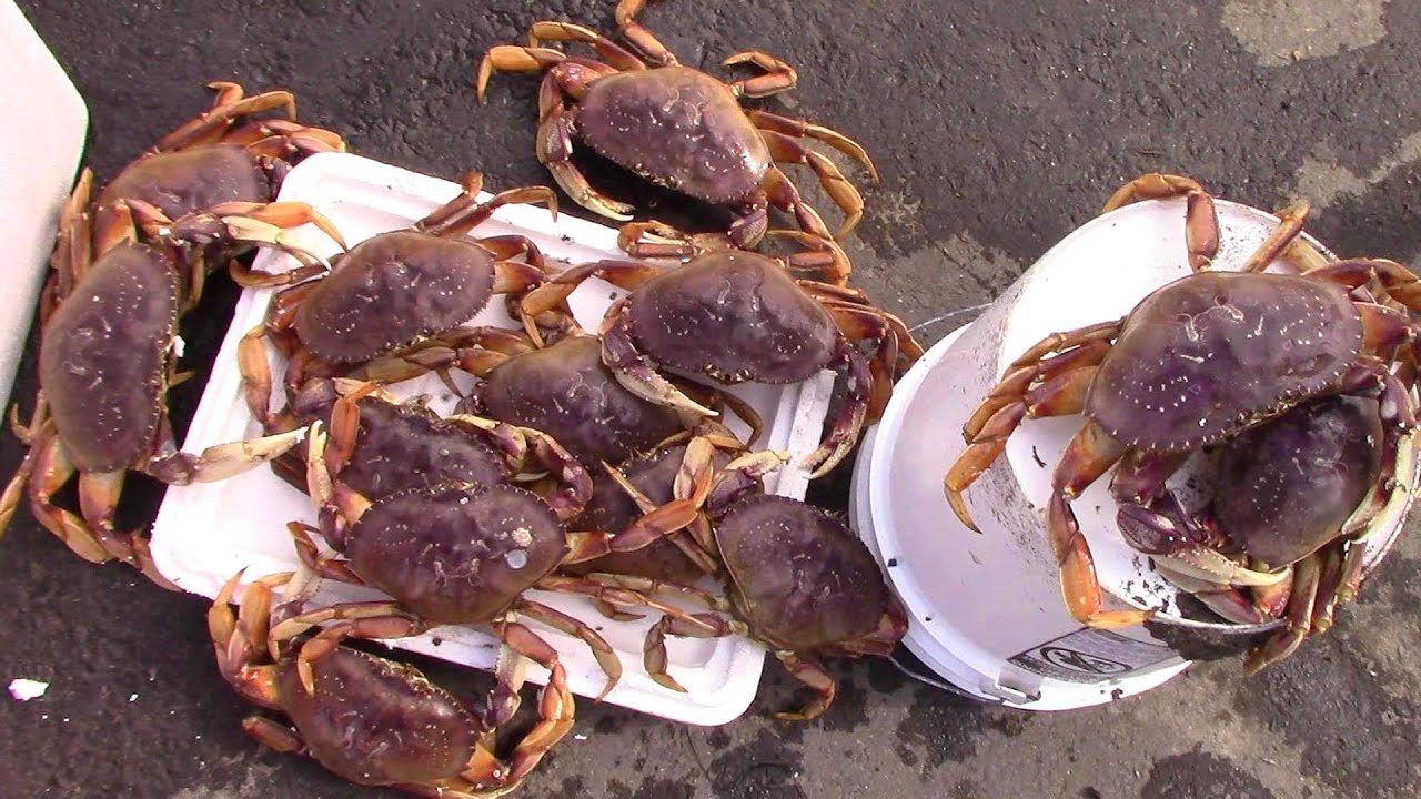 Crab Snare Fishing.  Crap Load of Crabs.  Underwater Snare footage