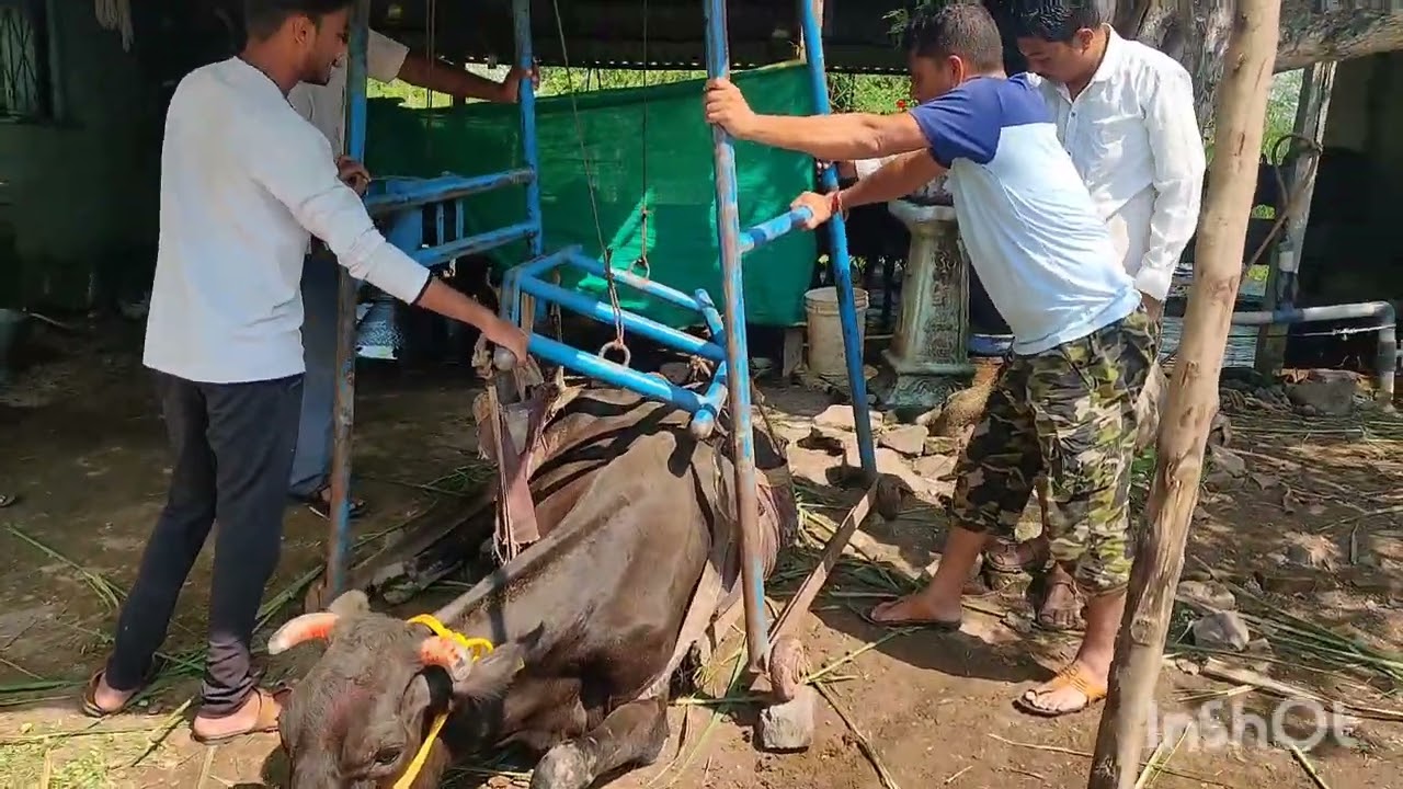 बसलेली गाय उठवण्याची सोपी पद्धत #शेतीविषयकमाहिती #शेतकरी