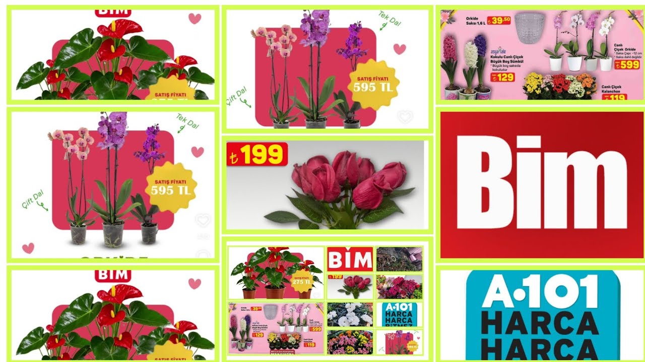 📢A101'E SEVGİLİLER GÜNÜ'NE ÖZEL GELEN ÇİÇEKLER BİM VE A101'E GELECEK OLAN ÇİÇEKLER ERKEN GELENLER 