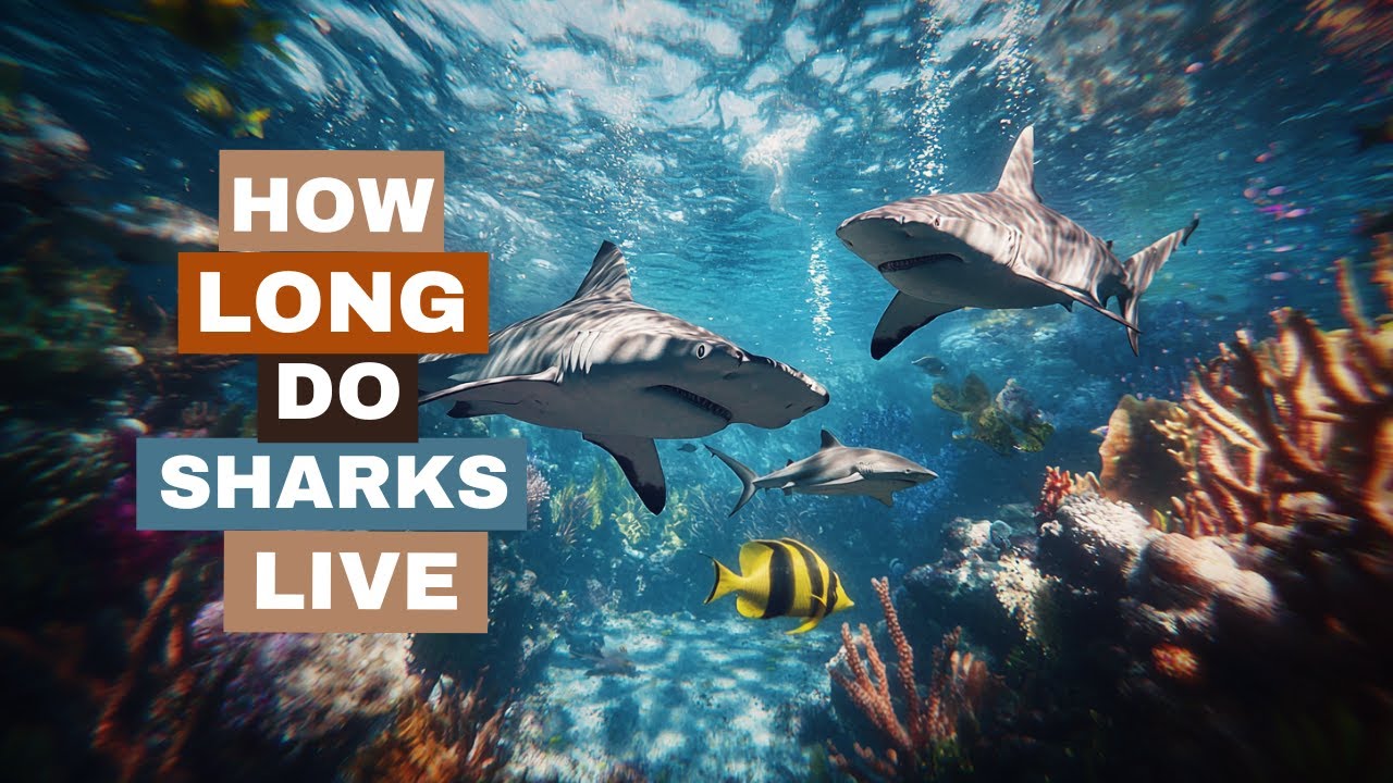 How Long Do Sharks Live