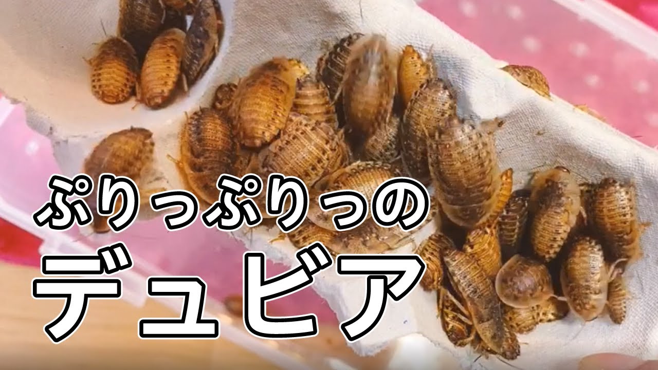 栄養満点デュビアフードのご紹介