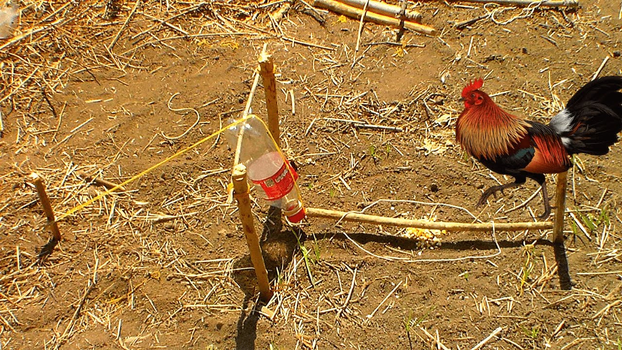 Experiment Wild Chicken Trap Using Coke Bottle & Wood | Unique Wild Chicken Trap #easy_bird_trap