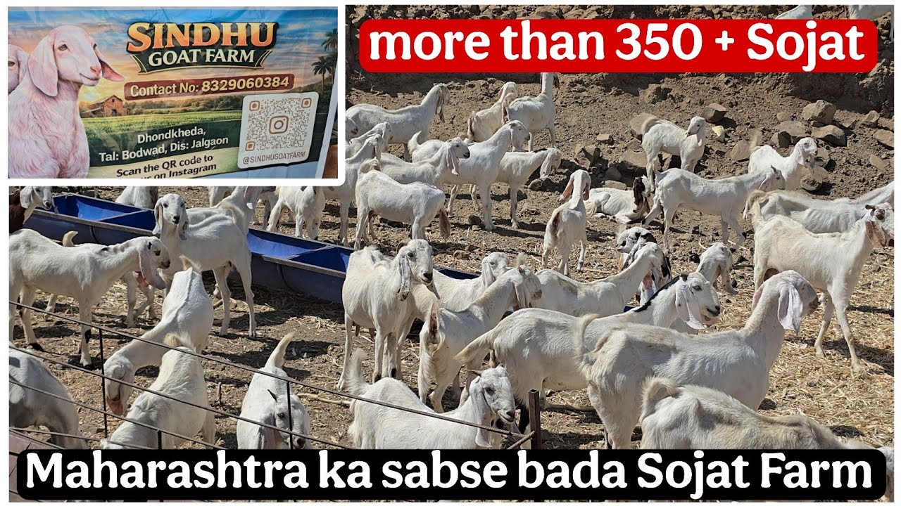 Sindhu Goat Farm Maharashtra ka sabse bada Sojat farm Bodwad Jalgaon 