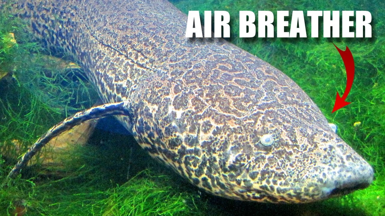 Lungfish Facts: an AIR-BREATHING Fish 🐟 Animal Fact Files