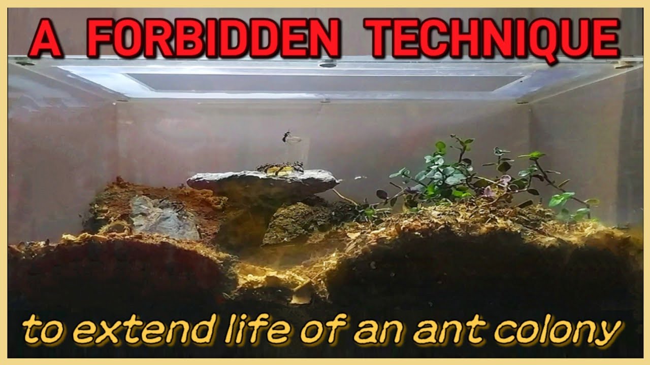 MY DIACAMMA ANT COLONY AFTER 1 YEAR! | D colony