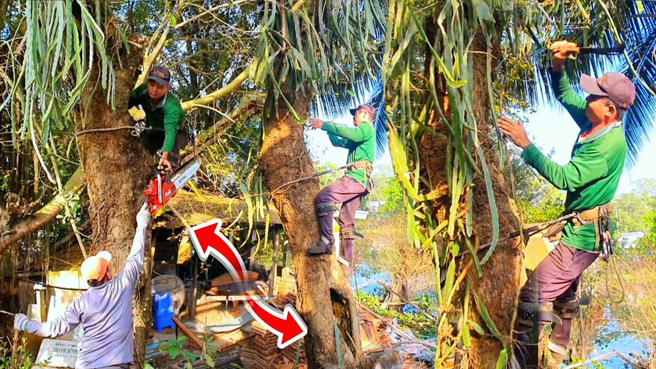 Cực Kỳ Nguy Hiểm Khi Vua Vượn Cưa Cây Gáo Bị Bọng Thân Sắp Gãy Đổ