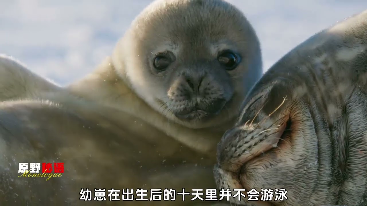 If it weren t for the circumstances who would give up their child#Animal science