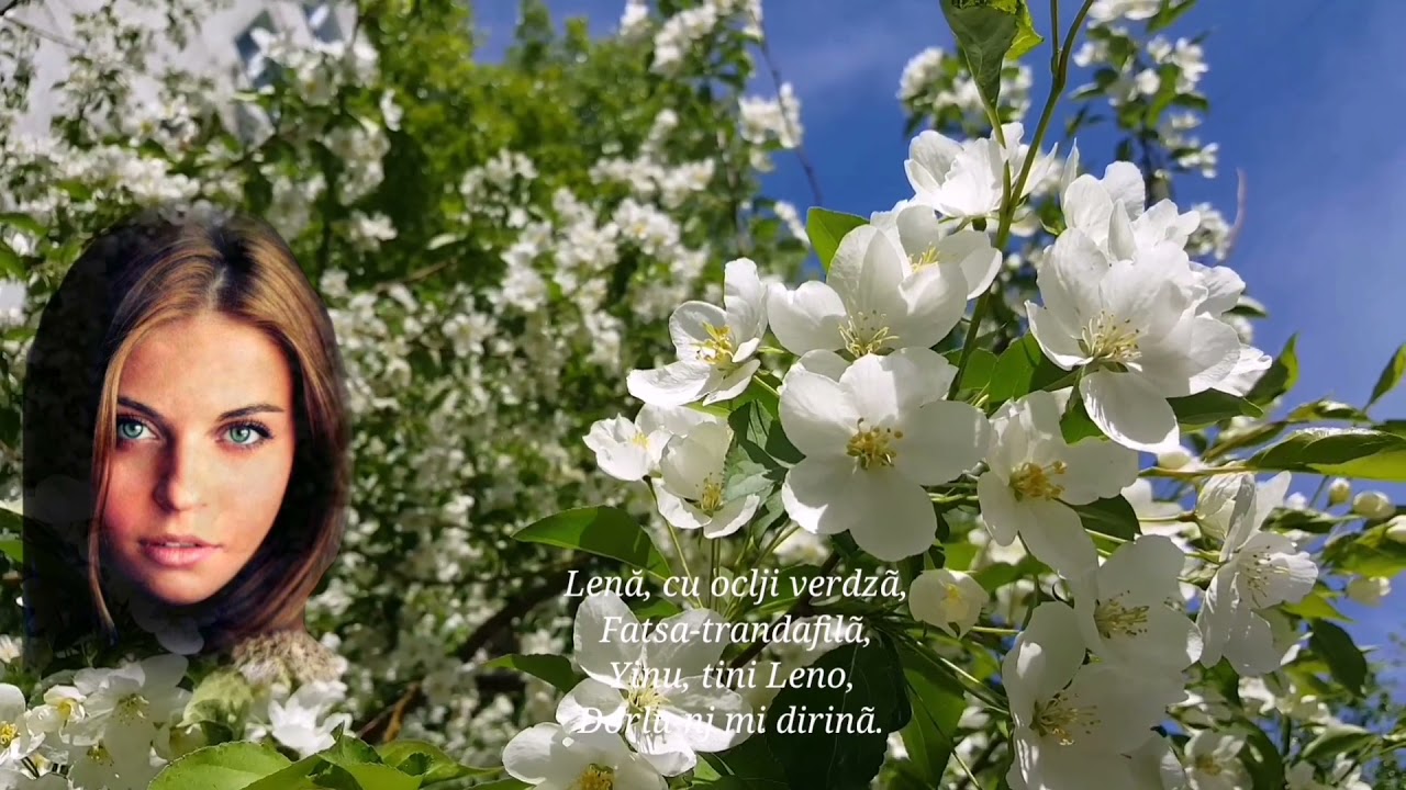 GICA GODI - Ghin' vinishi, Lenă