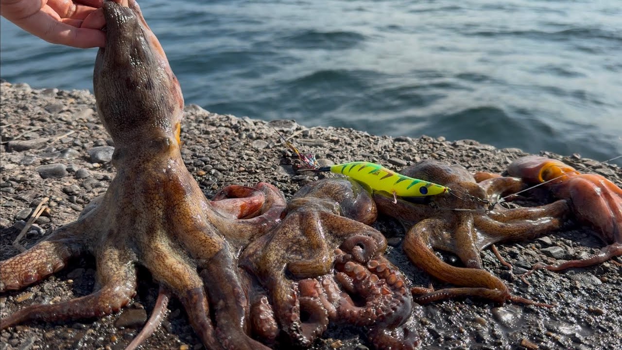 タコが秒で釣れる裏ワザがヤバい
