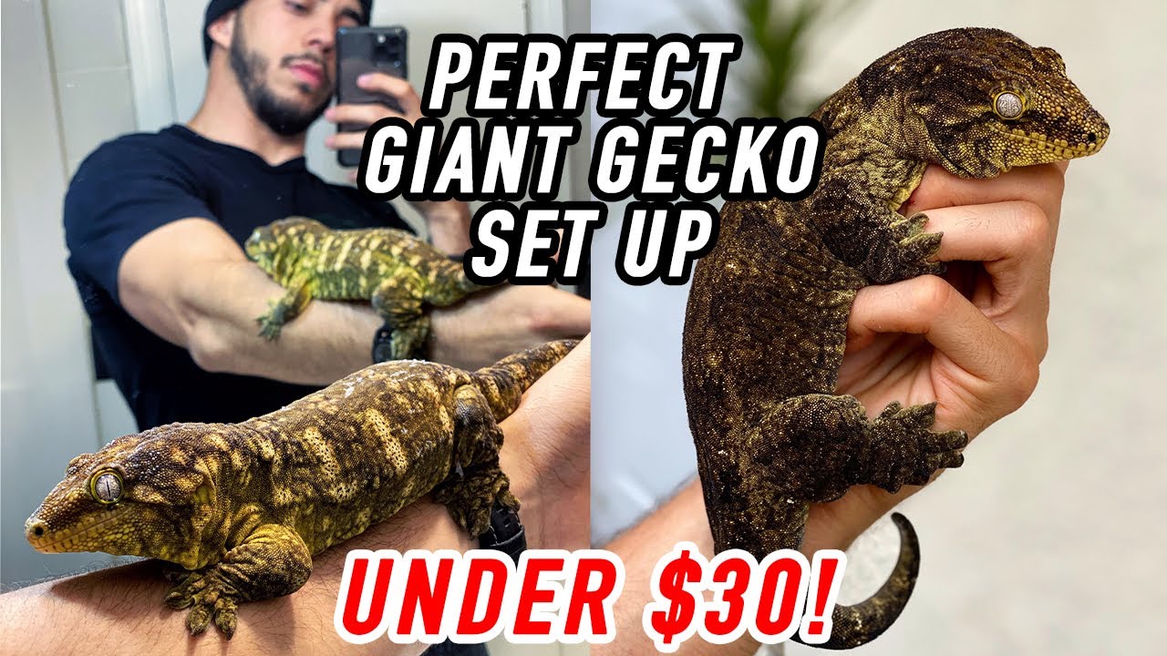 The Perfect Leachie Enclosure!