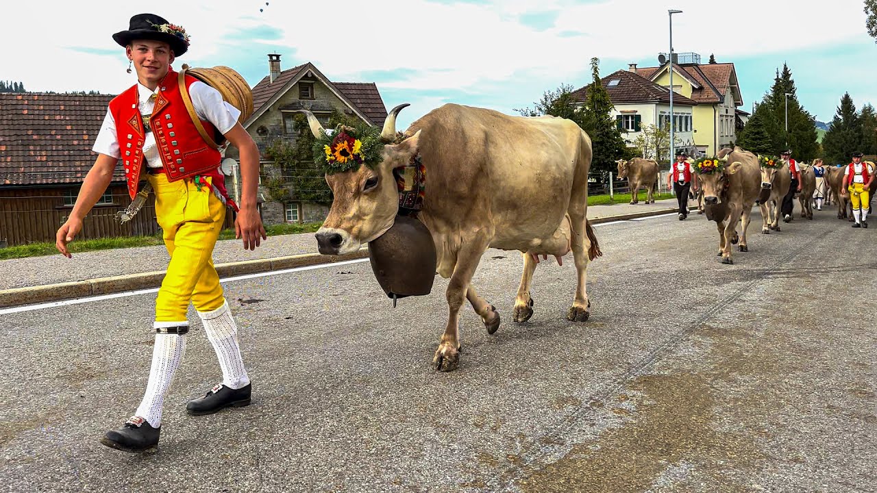 Tradition in Switzerland🇨🇭Cattle Show Hundwil 🐮 Cows, goats, bulls and farmers go home 🫶 [Part 3]