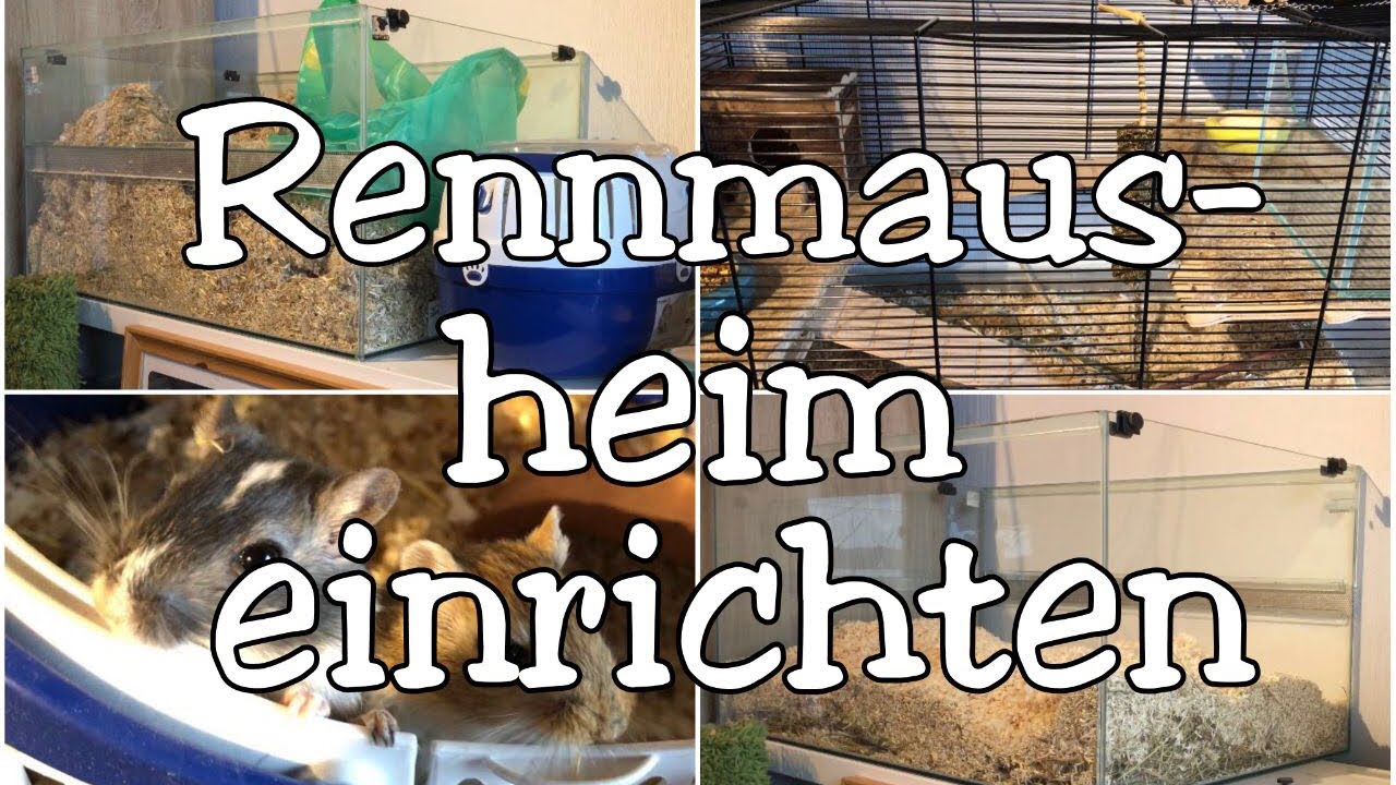 Rennmaus l Rennmausheim einrichten #2