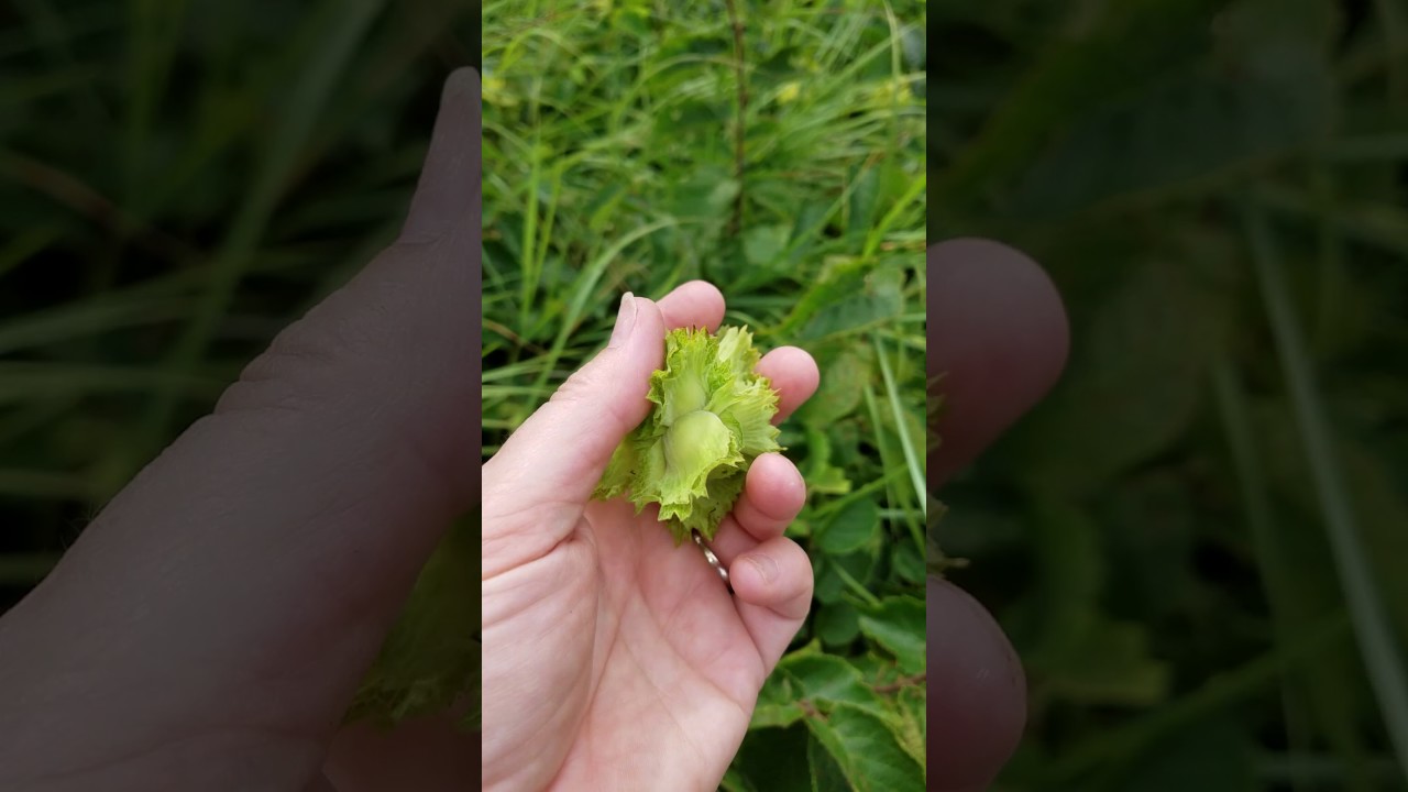 Harvesting hazelnuts in Minnesota for free!