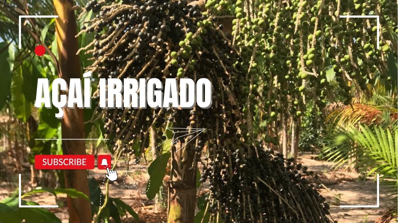 Açaí e Irrigação no Verão: o segredo para uma colheita farta!
