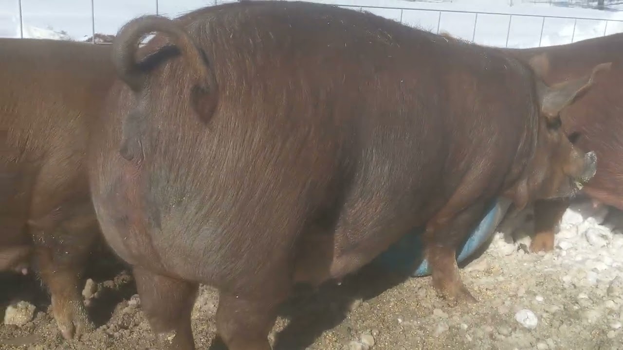 Checking out a group of gilts in a Swedish group farrowing system.