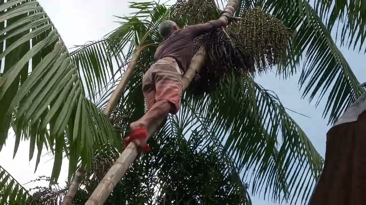Vamos tirar mais açaí 😋😋