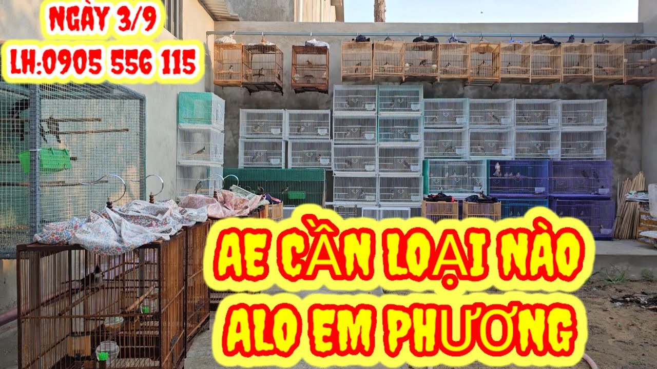 NG&Agrave;Y 3/9 LH:0905556115 (Mr.Phương)|#banchaomao#chaomaohotdau#chaomaoquang#chaomaodauhot#0905556115
