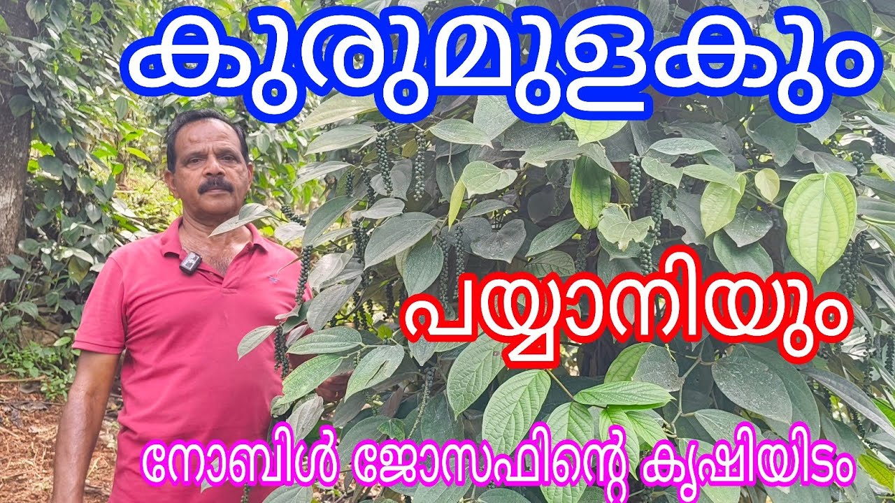 Pepper Plants in Payyani Tree#Antony Muniyara Vlogs