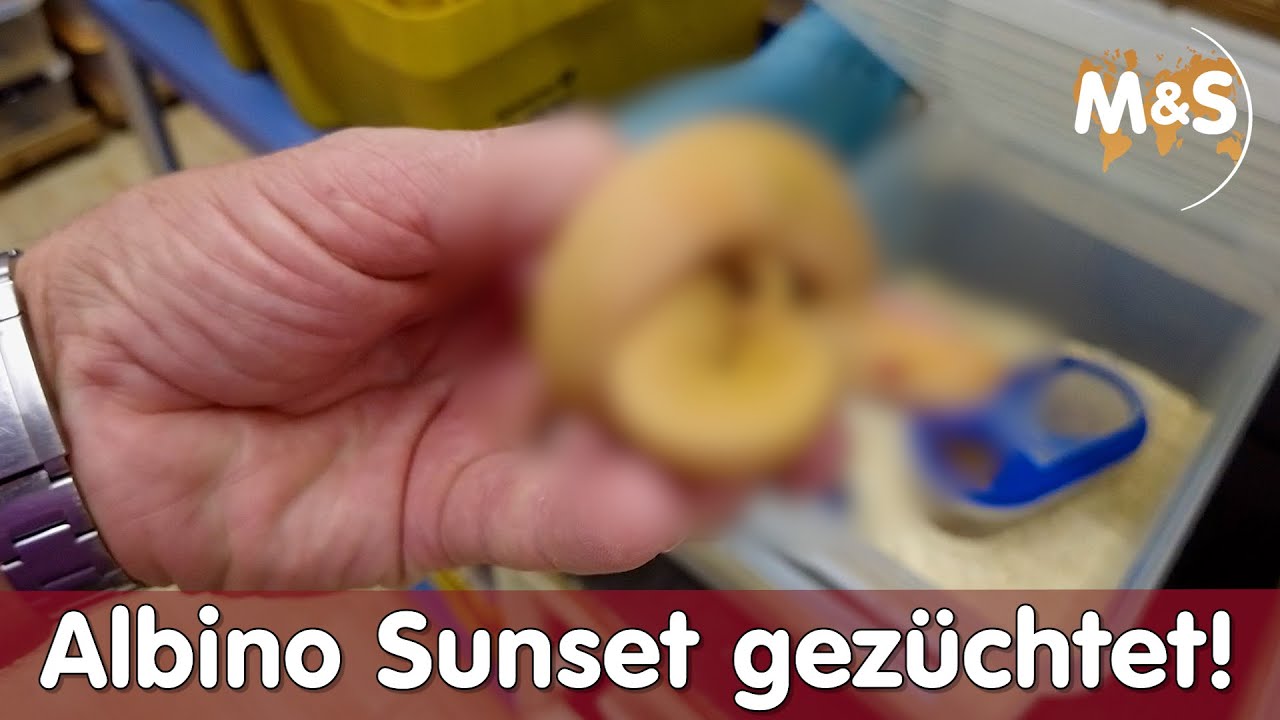 VOLLTREFFER! Albino Sunset gezüchtet! | Brutraum News 2022