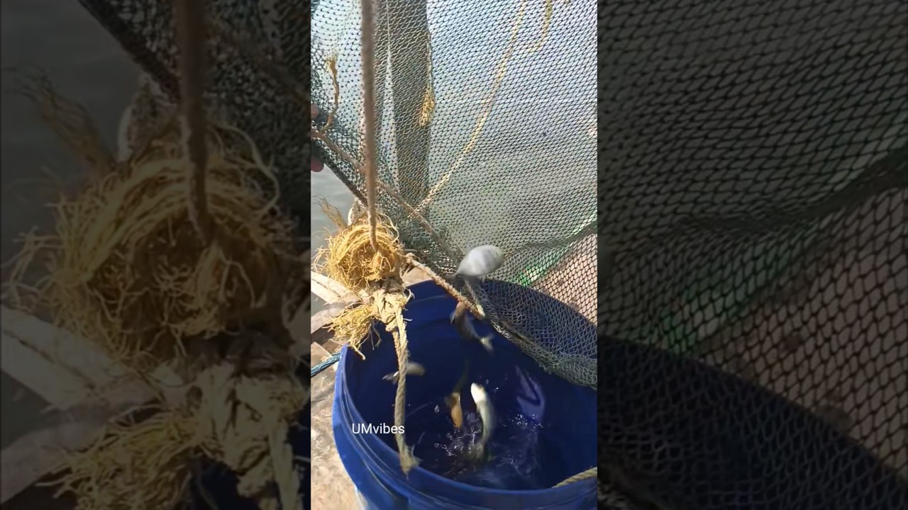 വറ്റയെ പിടിച്ചു കൊല്ലിയിലാക്കി 🐟🐟 