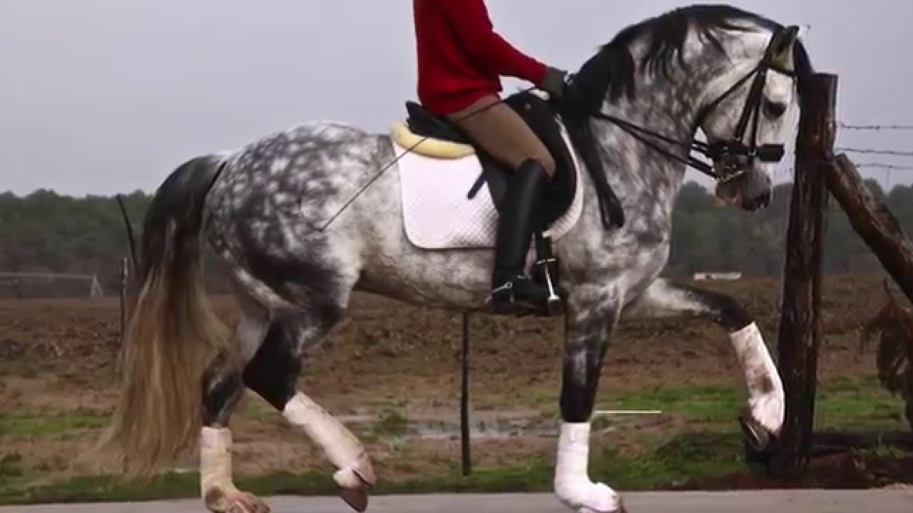 SOLD ¡¡¡. Cabaret Quality Sport Horse