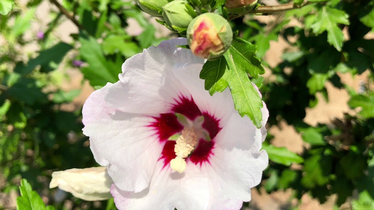 Landgoed Hommelheide Susteren. Europarcs resort Limburg. GoPro Hero 6 Black + iPhoneX