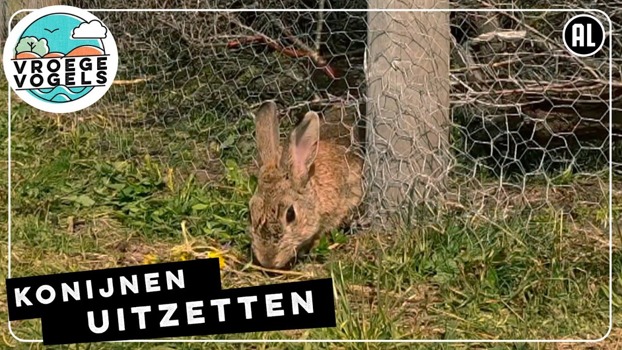 Wilde konijnen terugbrengen in de duinen | TV | Vroege Vogels