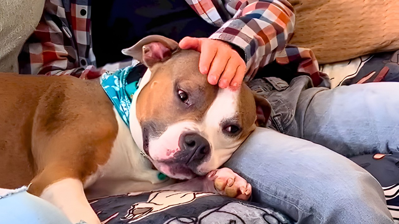 This Dog Always Has to Be Touching His Owner, Afraid He’ll Be Left