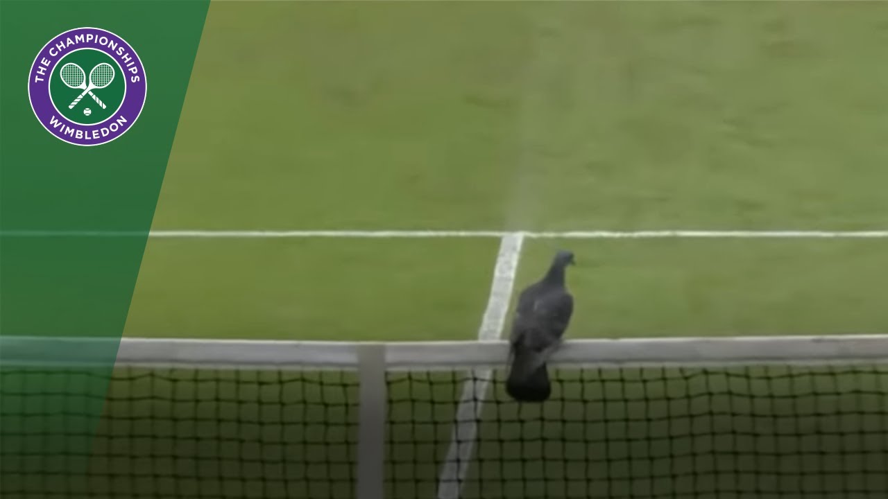 Wimbledon 2017 Qualifying disrupted by pigeon