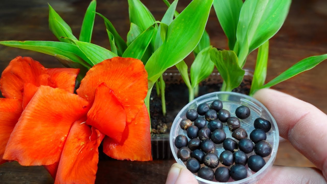 💐 Как посеять и скрестить ахирас (Canna indica) в домашних условиях - ПРОСТОЙ СПОСОБ✔️