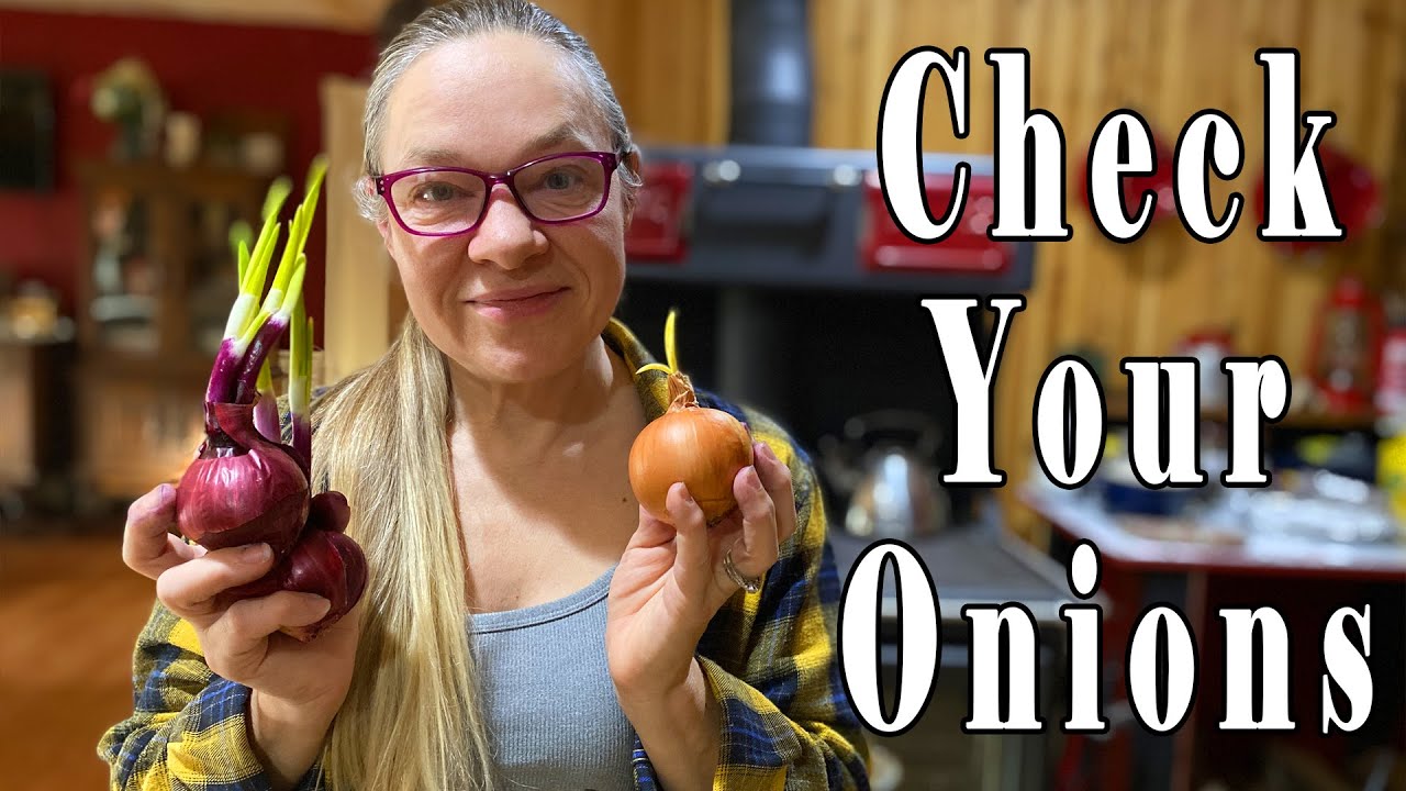 How to deal with onions sprouting in your panty or cold storage