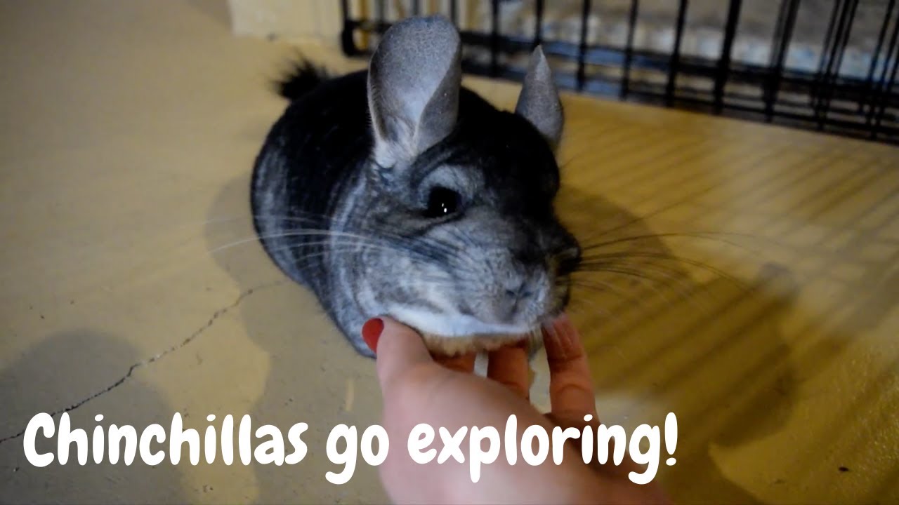 My Chinchillas Explore The Basement