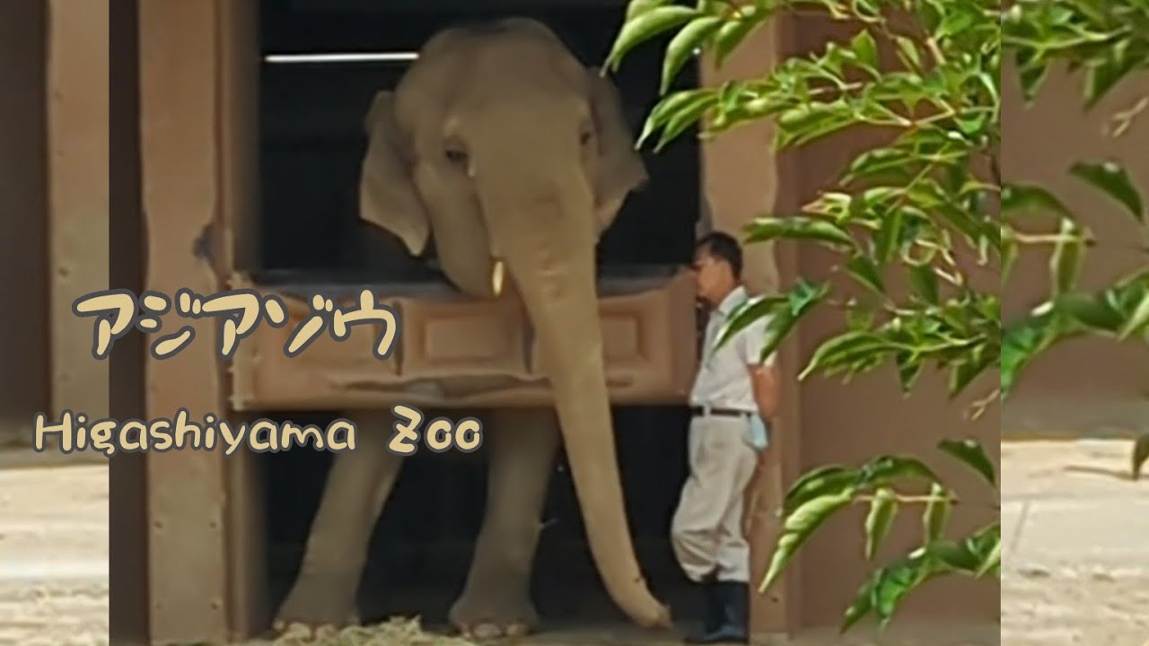 【アジアゾウ】仲良しゾージアム／ワルダーさんのお手伝い😊