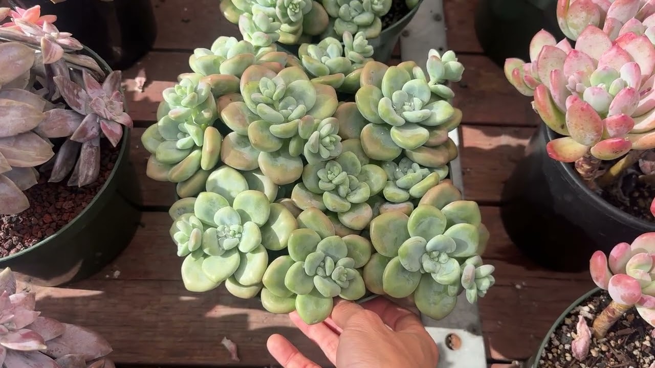 Plants are on sale Christmas time at Mimi’s nursery 714-489-1876