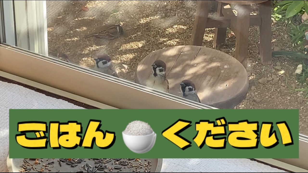 冬の庭に来るスズメ達（2025年12月23日）